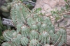 Form
