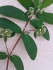 Leaves, flowers, stem