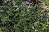 Form