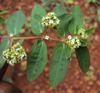 Leaves, flowers, stem