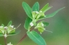 Serrated margins of leaves