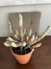 Mature house plant