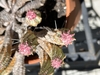Tiny pink flowers at the tips of stems in spring