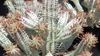 Tiny flowers at the tips of stems