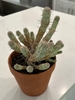 Form in a pot