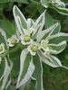 Flower detail