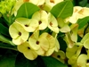 Creamy white round bracts subtending tiny flowers.