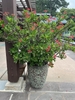 Large shrub in a container with pink bract