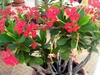 Shrub with red bracts and prickly stems.