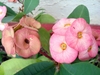 rounded bracts encircle tiny flowers.