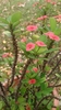Shrub with red bracts and prickly stems.
