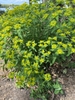 Euphorbia palustris Form Close-up (Davidson CountyNC)-April
