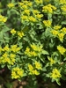 close-up of flowers, spring, Davidson County, NC