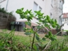 small plant growing as a weed in a yard.