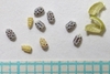 Close-up showing mericarps and seeds with reticulate testa.
