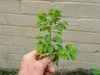 Hand holding uprooted plant with many small leaves