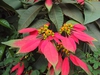Flower and leaf
