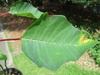 Leaf detail