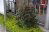 Euphorbia pulcherrima