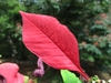 Flower detail