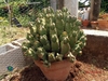 Form in a pot