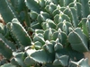 Close up