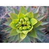 Close up of flower