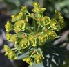 True flowers surrounding by bright green bracts