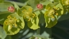 up close of bracts and nectar glands March Cathy DeWitt ccbyNCND