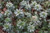 Euphorbia robbiae