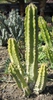 Form no leaves