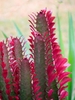 Succulent 3-angled, erect stems with 3 rows of red leaves.