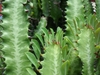Succulent 3-angled stems with 3 rows of obovate leaves.