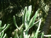 Succulent 3-angled, succulent, green stems.