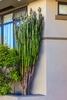 Succulent 3-angled, erect, succulent, green stems.