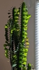 Succulent 3-angled, erect stems with 3 rows of obovate leaves.