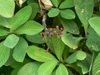 Closeup of leaves and small reddish flowers