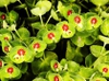 Close up of flowers and bracts.