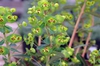 Flowers surrounded by colorful bracts.