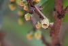 Small white, down-facing flowers from the woody branches.