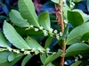 Small white, down-facing flowers from the woody branches.