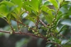 Woody branch w/ alternate leaves & small round black fruits