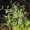 Eurybia divaricatus