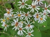 Inflorescence Closeup - pinnated white petals with yellow center