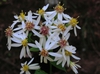 Close up of flower