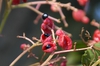 Euscaphis japonica