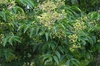 Euscaphis japonicus