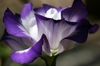 Eustoma grandiflorum