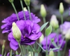 Eustoma grandiflorum