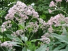 Eutrochium dubium